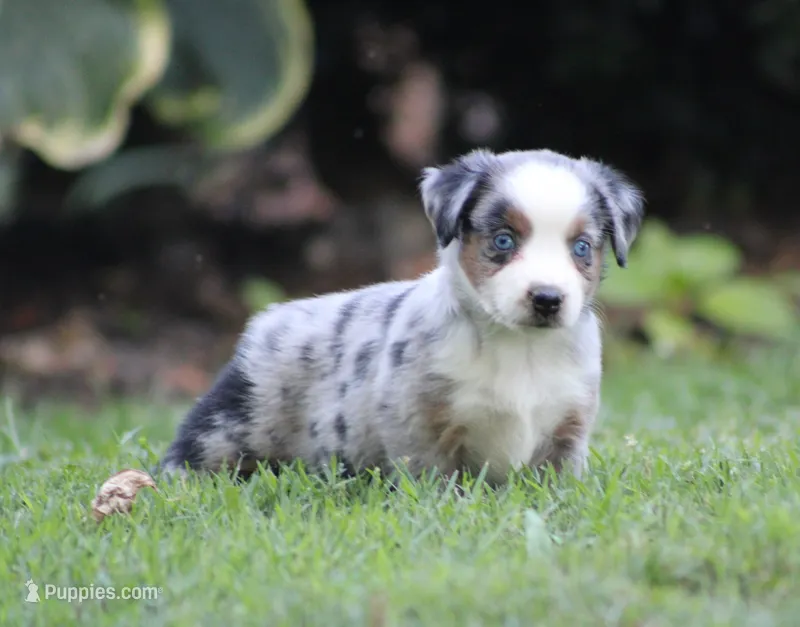 Allie  – Miniature Australian Shepherd puppy for sale in Sugarcreek, OH