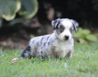 Allie , a female Miniature Australian Shepherd for sale in Sugarcreek, OH – 2 of 6