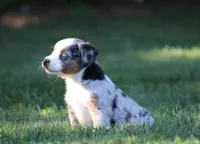 Allie , a female Miniature Australian Shepherd for sale in Sugarcreek, OH – 5 of 6