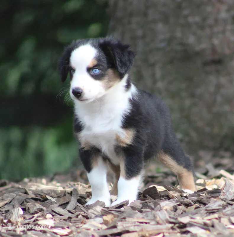 Alfie – Miniature Australian Shepherd puppy for sale in Sugarcreek, OH