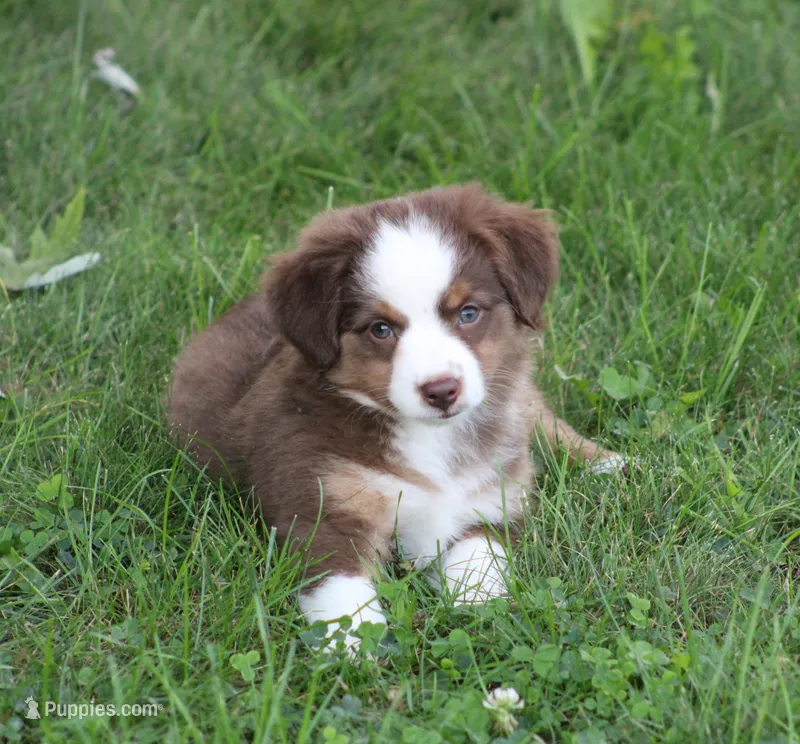 Aerial – Miniature Australian Shepherd puppy for sale in Sugarcreek, OH