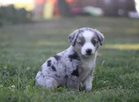 Annabelle, a female Miniature Australian Shepherd for sale in Sugarcreek, OH – 7 of 9