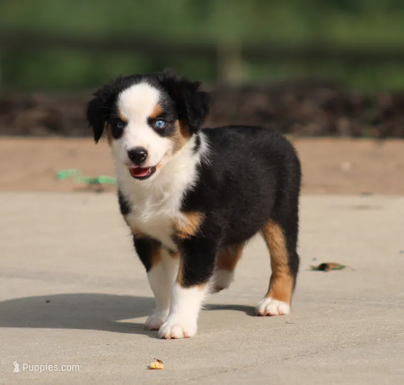 Alfie – Miniature Australian Shepherd puppy for sale in Sugarcreek, OH