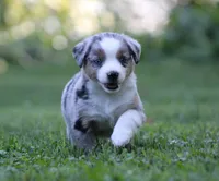 Annabelle, a female Miniature Australian Shepherd for sale in Sugarcreek, OH – 6 of 9