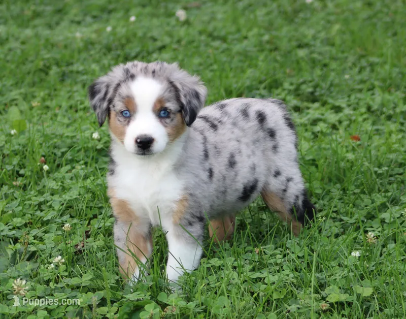Annabelle – Miniature Australian Shepherd puppy for sale in Sugarcreek, OH