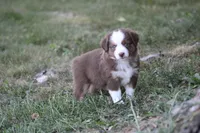 Aerial, a female Miniature Australian Shepherd for sale in Sugarcreek, OH – 2 of 6