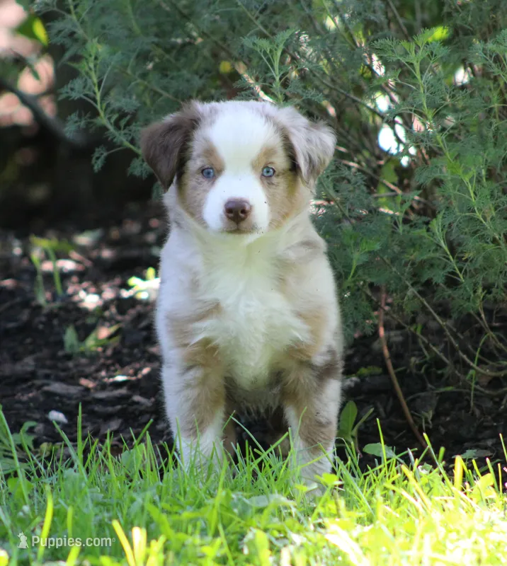 Amigo – Miniature Australian Shepherd puppy for sale in Sugarcreek, OH