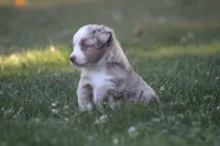 Amigo, a male Miniature Australian Shepherd for sale in Sugarcreek, OH – 3 of 8