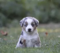 Annabelle, a female Miniature Australian Shepherd for sale in Sugarcreek, OH – 4 of 9