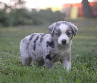 Annabelle, a female Miniature Australian Shepherd for sale in Sugarcreek, OH – 8 of 9
