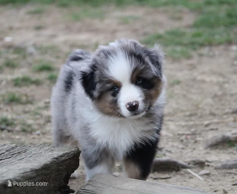 Myles  – Miniature Australian Shepherd puppy for sale in Sugarcreek, OH
