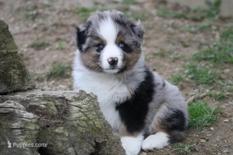 Myles  – Miniature Australian Shepherd puppy for sale in Sugarcreek, OH