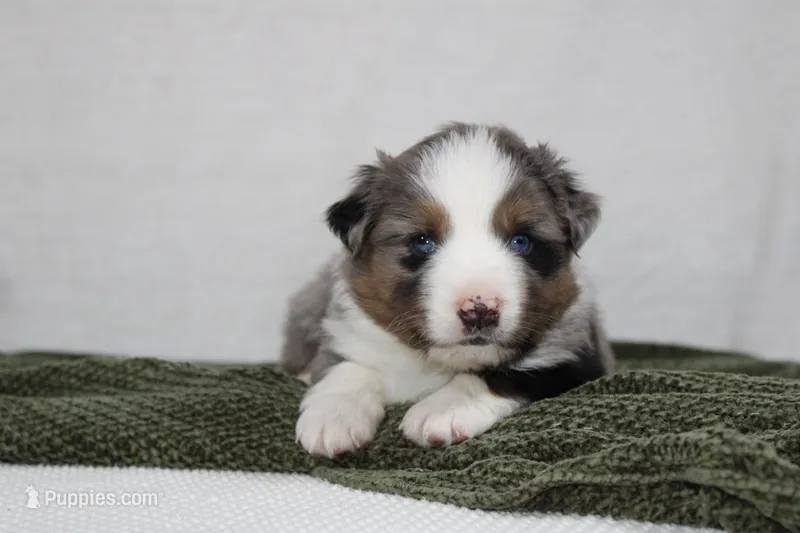 Myles  – Miniature Australian Shepherd puppy for sale in Sugarcreek, OH