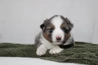 Myles , a female Miniature Australian Shepherd for sale in Sugarcreek, OH – Photo 1 of 7