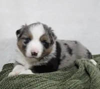 Myles , a female Miniature Australian Shepherd for sale in Sugarcreek, OH – Photo 7 of 7