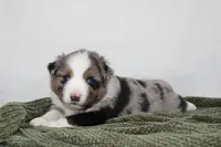 Myles , a female Miniature Australian Shepherd for sale in Sugarcreek, OH – Photo 2 of 7