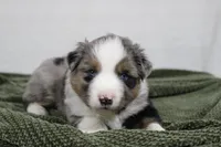 Myles , a female Miniature Australian Shepherd for sale in Sugarcreek, OH – Photo 6 of 7