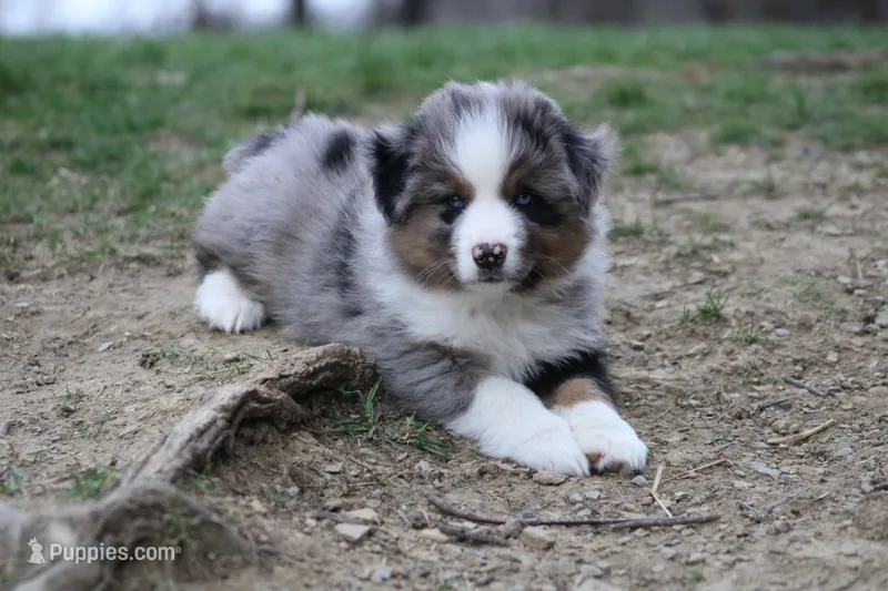 Myles  – Miniature Australian Shepherd puppy for sale in Sugarcreek, OH