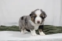 Myles , a female Miniature Australian Shepherd for sale in Sugarcreek, OH – Photo 3 of 7