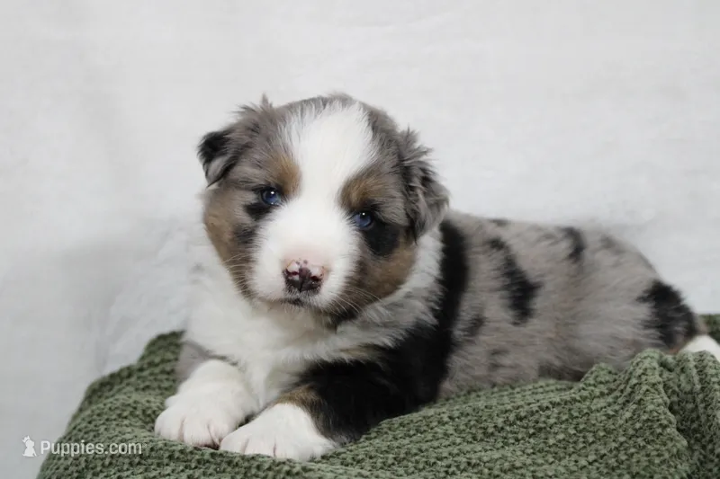 Myles  – Miniature Australian Shepherd puppy for sale in Sugarcreek, OH
