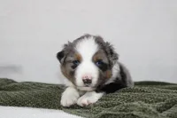 Myles , a female Miniature Australian Shepherd for sale in Sugarcreek, OH – Photo 4 of 7