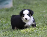 Alfie, a male Miniature Australian Shepherd for sale in Sugarcreek, OH – 4 of 9