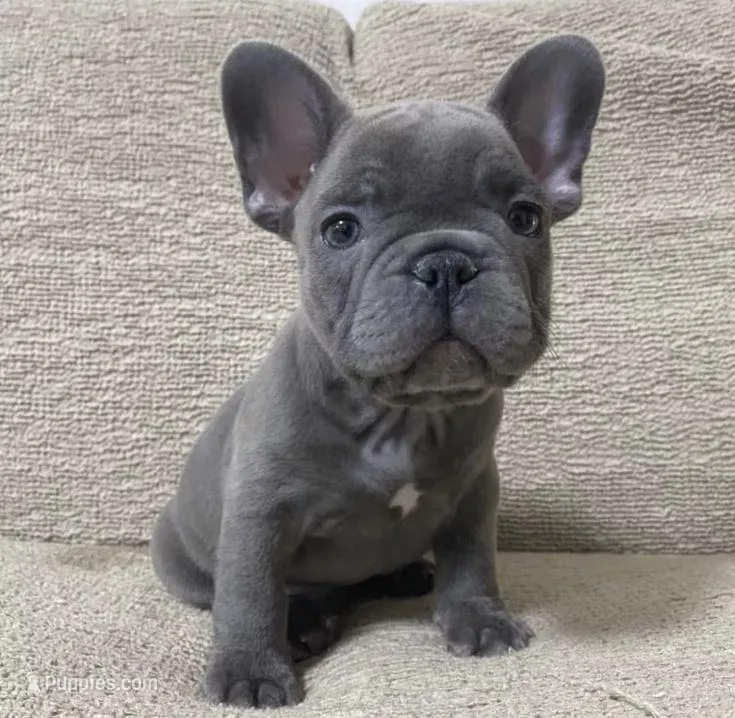 Mike  – French Bulldog puppy for sale in Los Angeles, CA