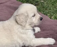Rayne Boy B, a male English Cream Golden Retriever for sale in Clintonville, WI – Photo 4 of 8