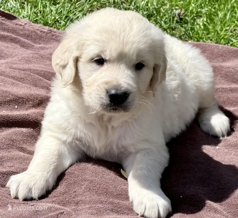 Rayne Boy B – English Cream Golden Retriever puppy for sale in Clintonville, WI