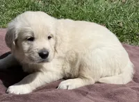 Rayne Boy B, a male English Cream Golden Retriever for sale in Clintonville, WI – Photo 5 of 8