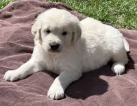 Rayne Boy B, a male English Cream Golden Retriever for sale in Clintonville, WI – Photo 3 of 8