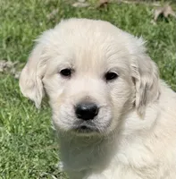 Red Boy  - genetic clearances❣️, a male English Cream Golden Retriever for sale in Clintonville, WI – Photo 2 of 10