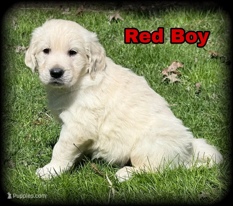Red Boy  - genetic clearances❣️ – English Cream Golden Retriever puppy for sale in Clintonville, WI