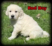 Red Boy  - genetic clearances❣️, a male English Cream Golden Retriever for sale in Clintonville, WI – Photo 1 of 10