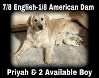 Priyah Boy 2, a male English Cream Golden Retriever for sale in Clintonville, WI – Photo 2 of 7