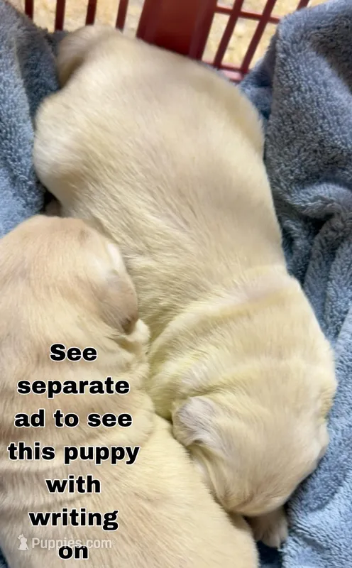 Priyah Boy 2 – English Cream Golden Retriever puppy for sale in Clintonville, WI