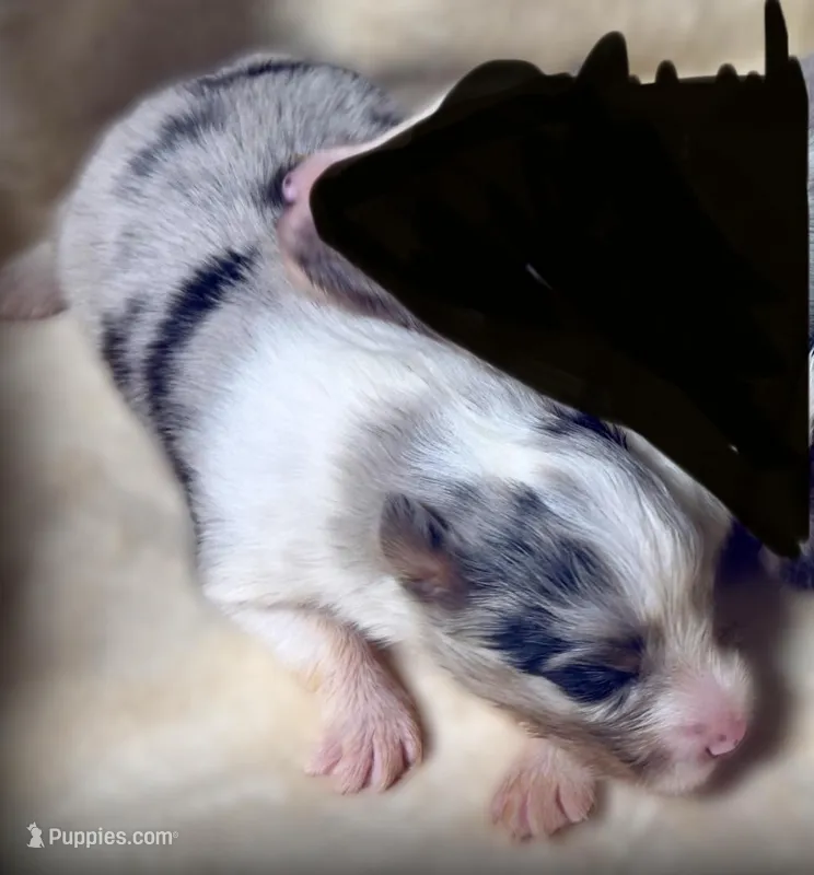 Blue Merle Boy A – Shetland Sheepdog puppy for sale in Clintonville, WI