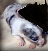 Blue Merle Boy A, a male Shetland Sheepdog for sale in Clintonville, WI – Photo 1 of 6