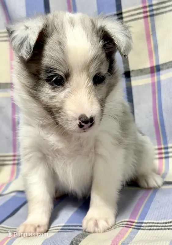 Blue Merle Boy A – Shetland Sheepdog puppy for sale in Clintonville, WI