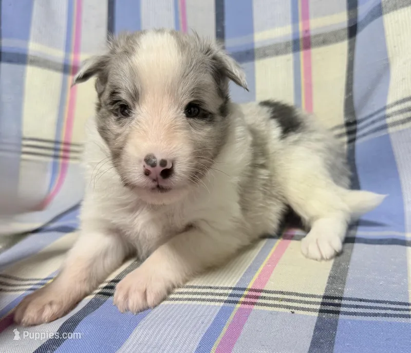 Blue Merle Boy A – Shetland Sheepdog puppy for sale in Clintonville, WI