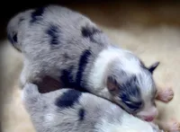 Blue Merle Boy A, a male Shetland Sheepdog for sale in Clintonville, WI – Photo 2 of 6