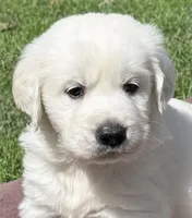 Rayne Boy A , a male English Cream Golden Retriever for sale in Clintonville, WI – Photo 4 of 9