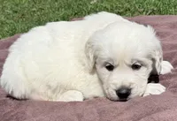 Rayne Boy A , a male English Cream Golden Retriever for sale in Clintonville, WI – Photo 5 of 9