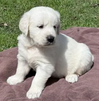 Rayne Boy A , a male English Cream Golden Retriever for sale in Clintonville, WI – Photo 3 of 9