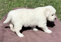 Rayne Boy A , a male English Cream Golden Retriever for sale in Clintonville, WI – Photo 6 of 9