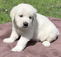 Rayne Boy A , a male English Cream Golden Retriever for sale in Clintonville, WI – Photo 1 of 9
