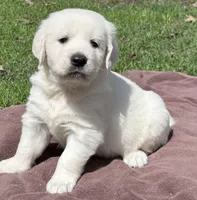Rayne Boy A , a male English Cream Golden Retriever for sale in Clintonville, WI – Photo 2 of 9