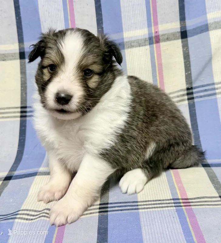 Sable Boy  – Shetland Sheepdog puppy for sale in Clintonville, WI