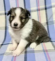 Sable Boy , a male Shetland Sheepdog for sale in Clintonville, WI – Photo 1 of 10