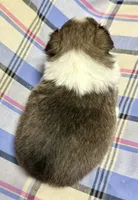 Sable Boy , a male Shetland Sheepdog for sale in Clintonville, WI – Photo 6 of 10